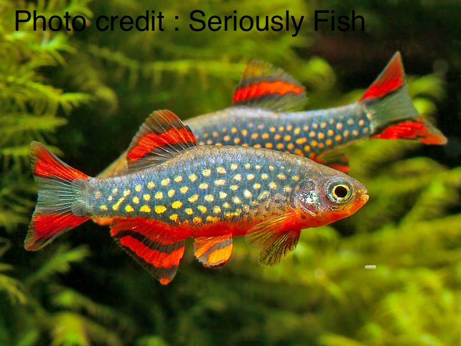 Keeping Celestial Pearl Danios (Danio margaritatus)