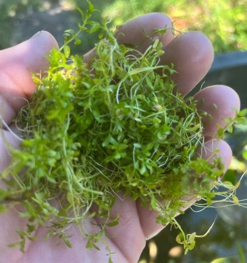 Preparing and Caring for Aquarium Plants before Placement in the Aquarium