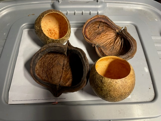 Bael/Sterculia Combo WYSIWYG