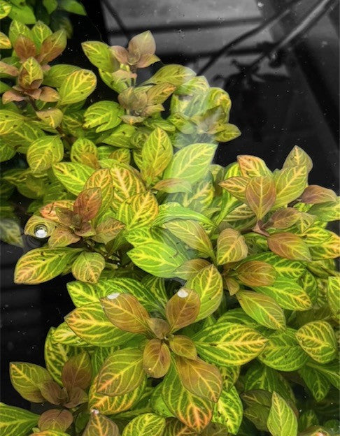 Ludwigia Ovalis (Bunch)