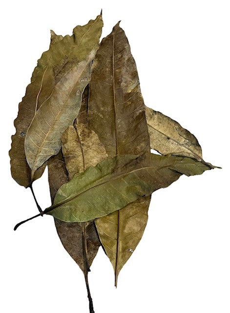 Mangrove Leaves Large 10 Count