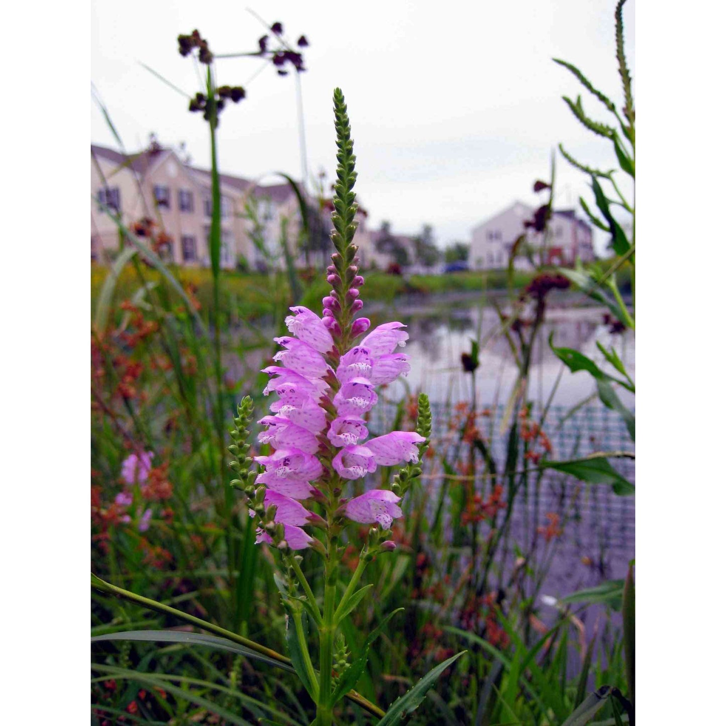 Obedient Plant - Physostegia virginiana