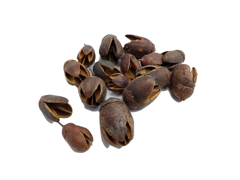 Bakuli Pods (QTY 15)