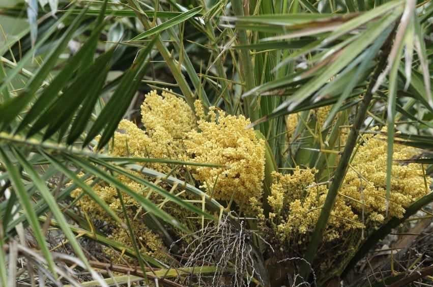 Date Palm Flower Skeleton