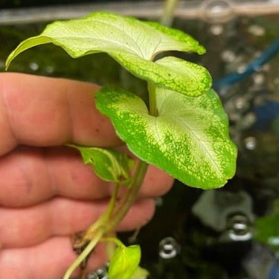 Arrowheads variouse colors  (Syngonium sp.) The ones in stock are very nice !