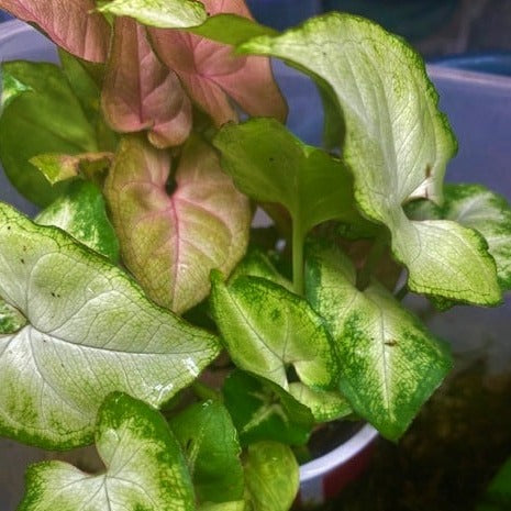 Arrowheads variouse colors (Syngonium sp.)