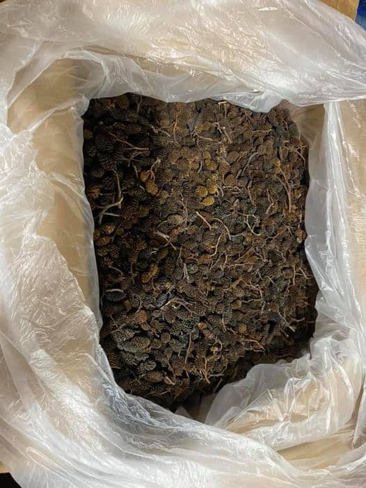 Alder Cones 2 Ounces Approx 100+ Cones - Fantastic Price!