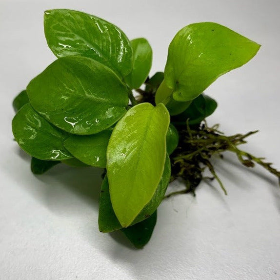 Anubias Nana Golded (Rare) potted