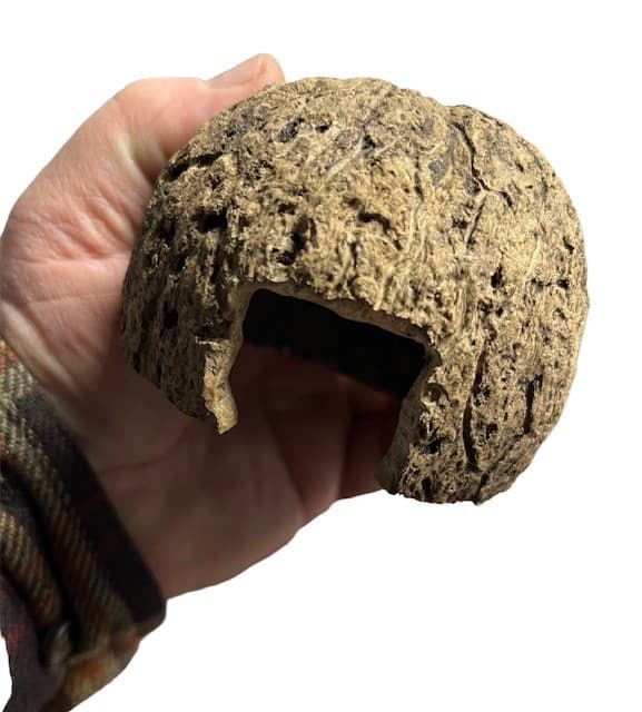 Brazil Nut Pod