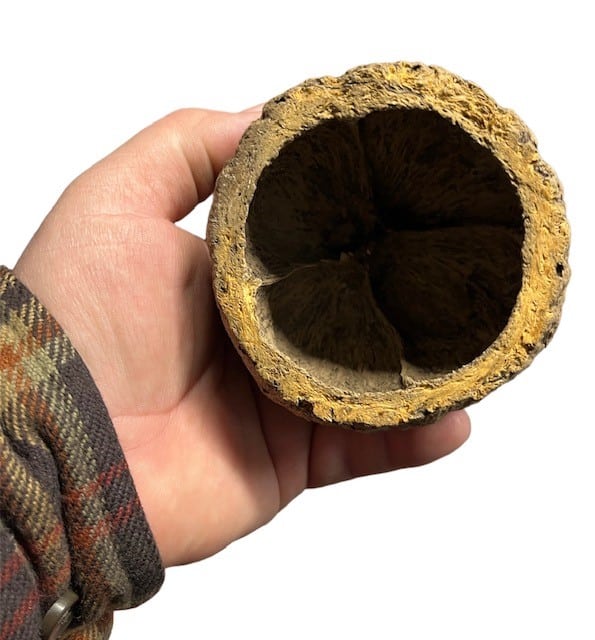 Brazil Nut Pod
