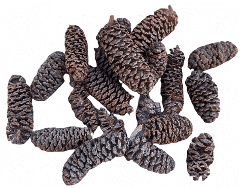 Birch Cones