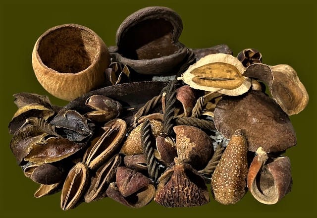 Botanical Pod Ditty