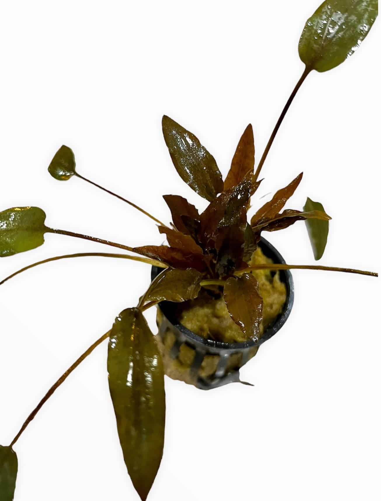 Cryptocoryne Beckettii POTTED