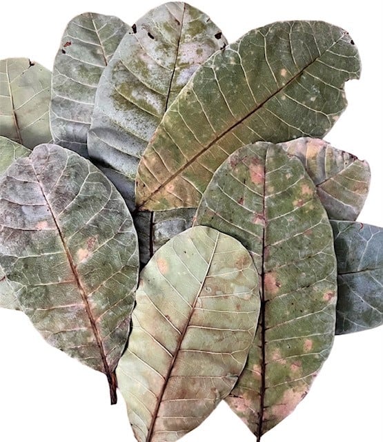 Cashew Leaves QTY. 10