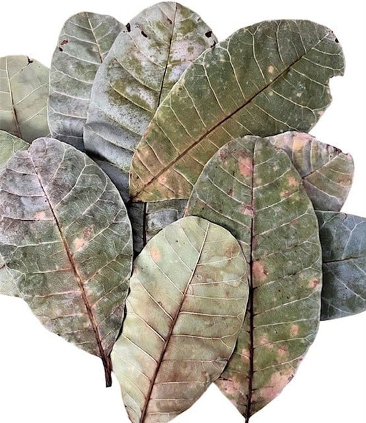 Cashew Leaves QTY. 10