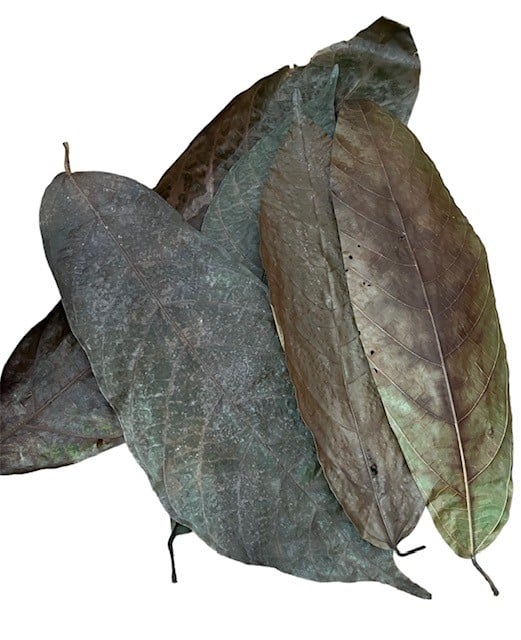 Cocoa leaves Qty 10