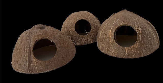 COCONUT SHELL W/HOLE
