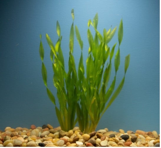 Contortion Val (Vallisneria asiatica)