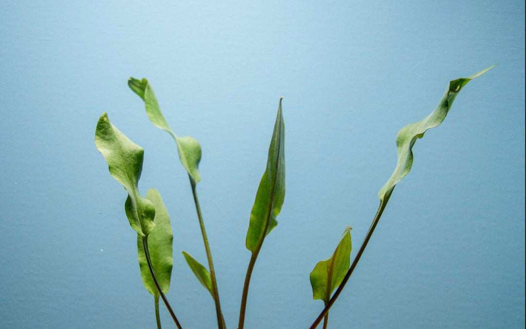 Cryptocoryne Lutea Potted