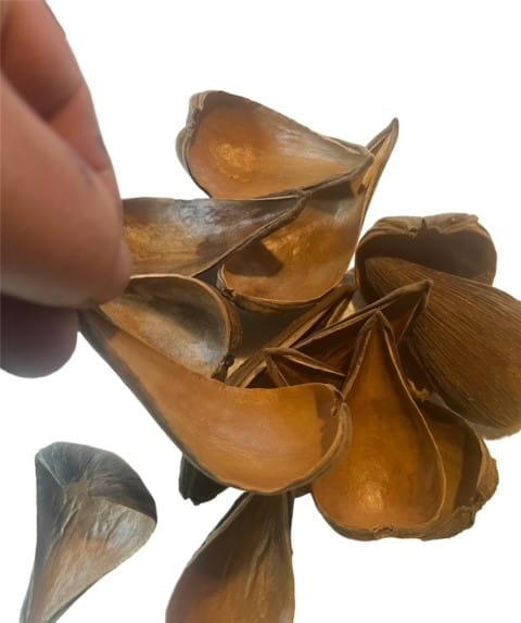 Dregea Pods X 10