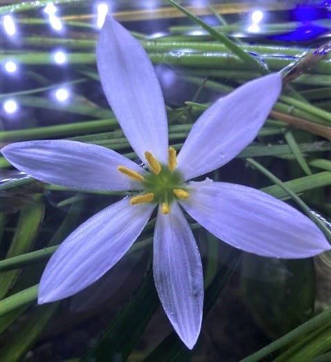 Dwarf Water Onion - Zephyranthes candida