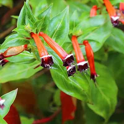 Firecracker Plant Cuphea ignea Marginal