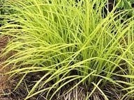 Golden Sedge  - Carex elata 'Bowles Golden'