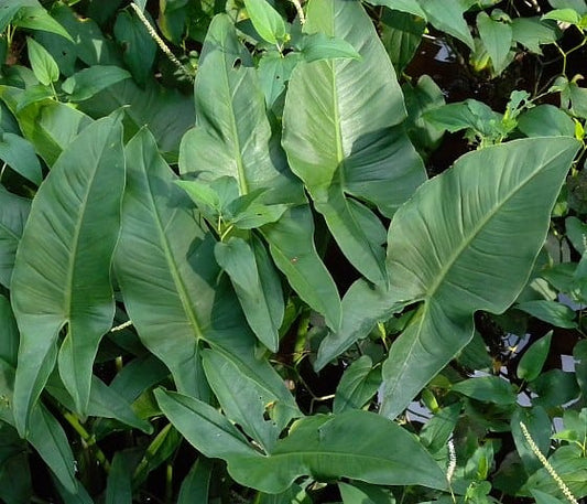 Green Arrow Arum - Peltandra virginica