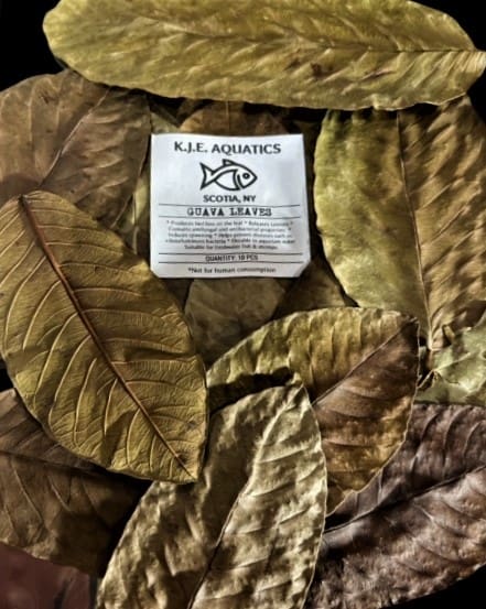 GUAVA LEAVES (Whole)