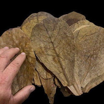 Indian Almond Leaves (Premium)