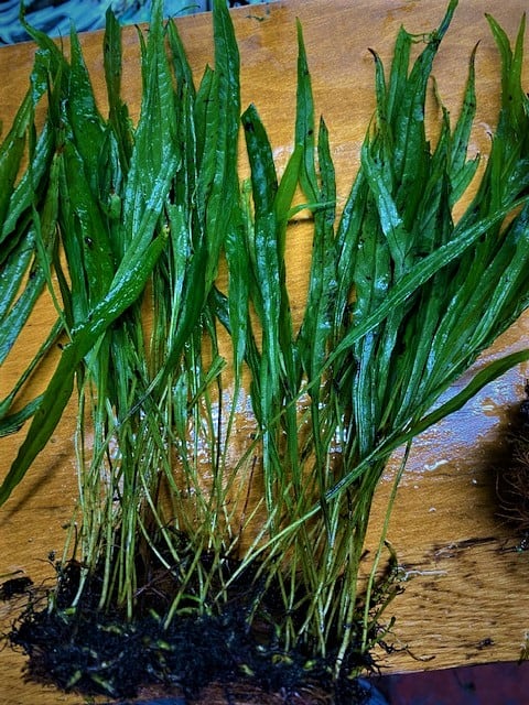 Java Fern Narrow Leaf Mat