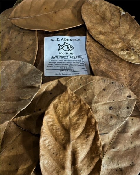 Jackfruit Leaves qty 10