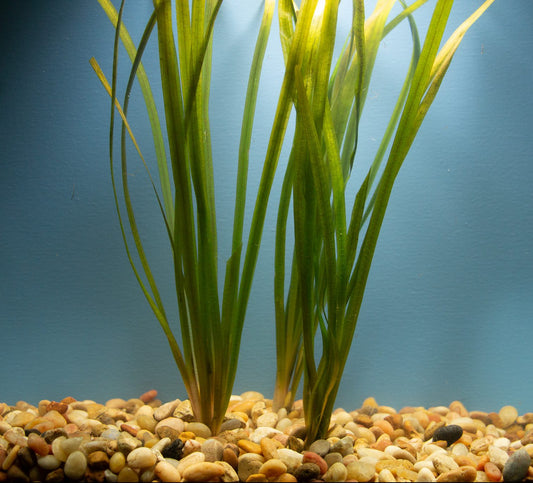 Jungle Vallisneria (Individual Plant)