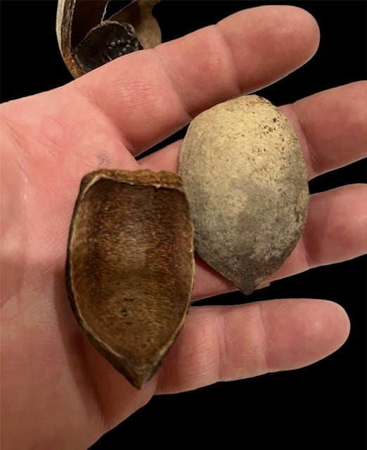 Khaya Pods