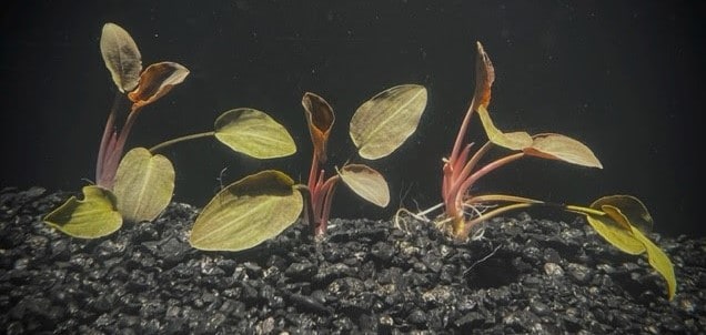 Lagenandra meeboldii "red"