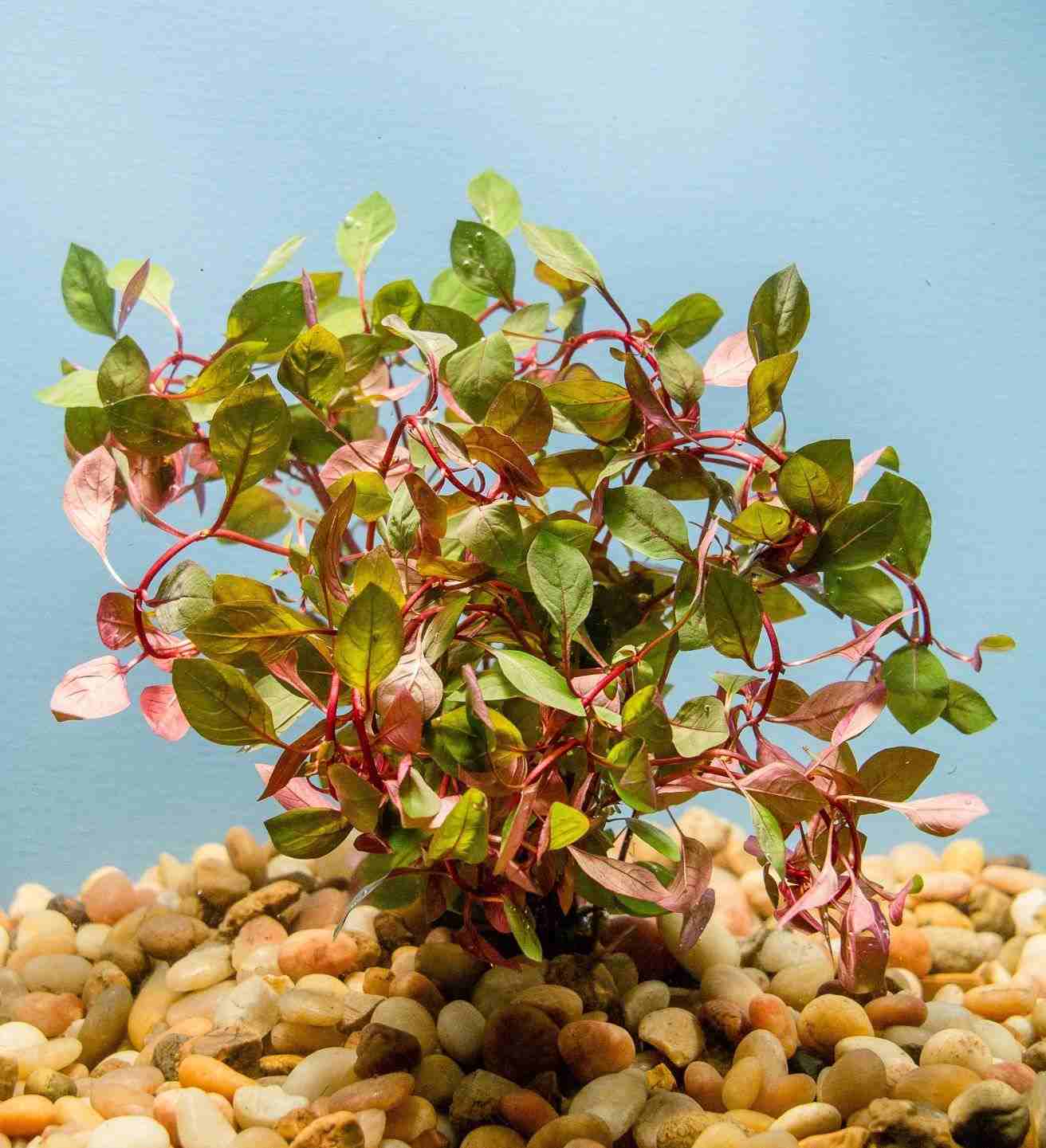Ludwigia Sp. Red (Repens) Bunch