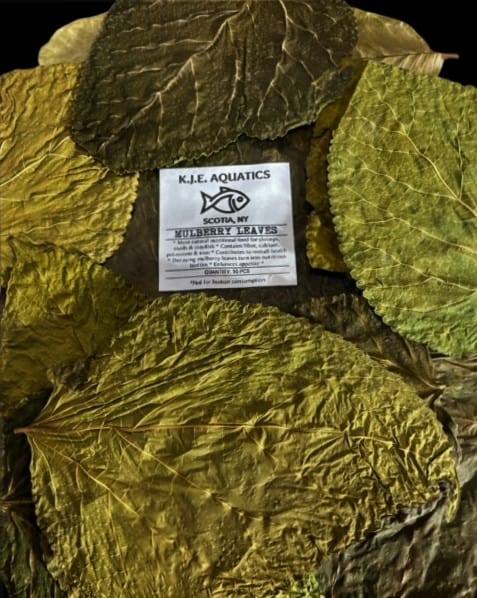 Mulberry Leaves qty 10