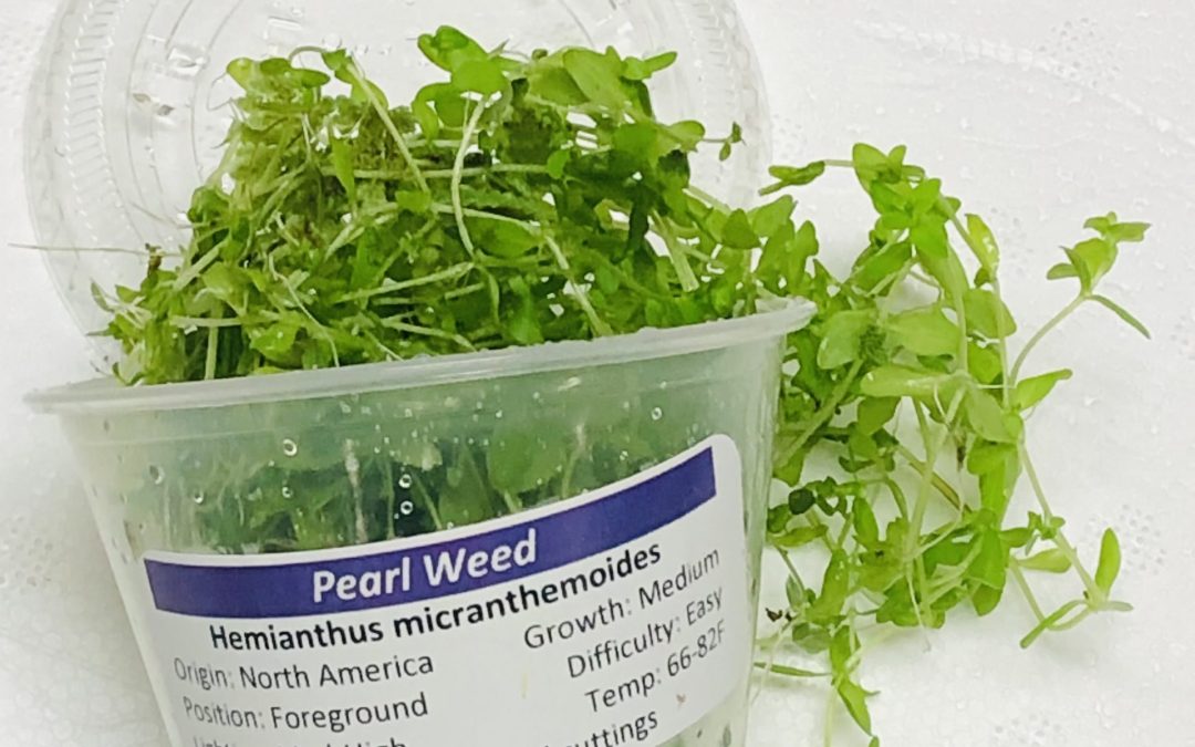 Pearl Weed Potted