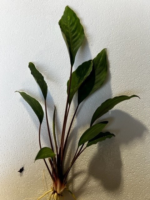 Piptospatha Ridleyi *Rare* -AKA Pipto Ridleyi