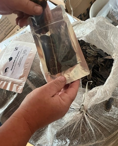 Senna Pods 10 grams