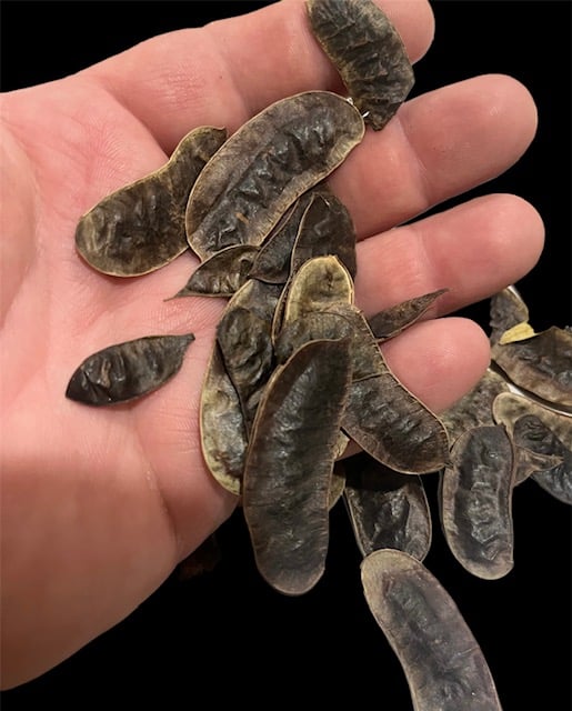 Senna Pods 10 grams