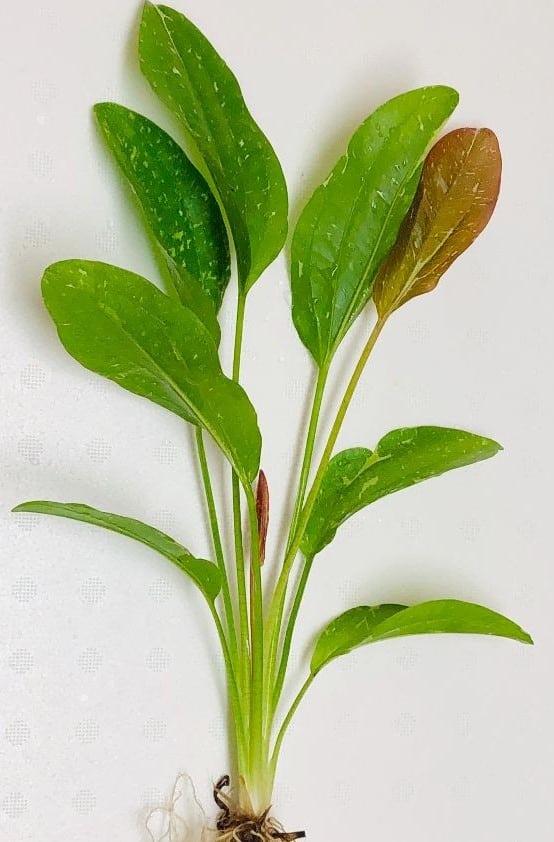 Sparkle Sword - Echinodorus 'Sparkle'