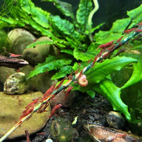 Shrimp Envy Shrimp Stix