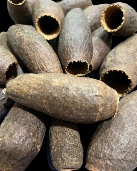 Trumpet Pod (Cariniana)