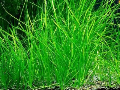 Vallisinaria Narrowleaf - Vallisineria Nana Bunch (three plants)