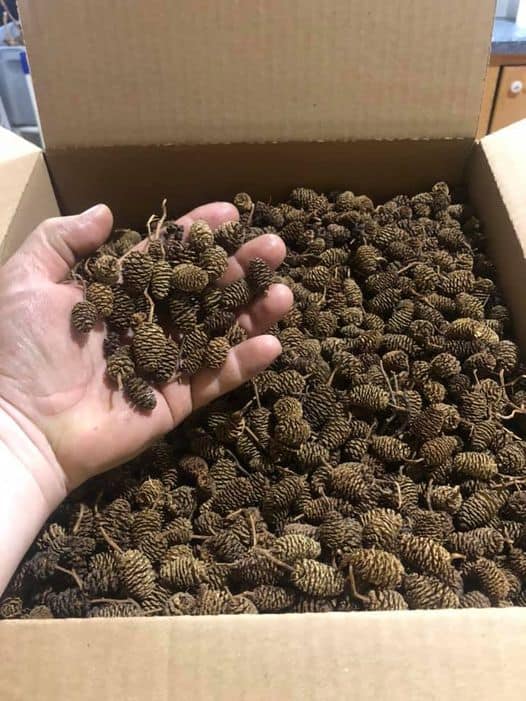 Alder Cones 2 Ounces Approx 100+ Cones - Fantastic Price!