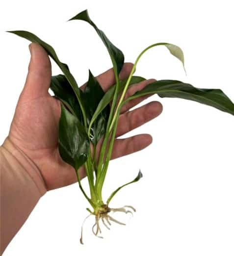 peace lily aquarium plant Brazilian Sword 'Peace Lilly' medium – KJE Aquatics