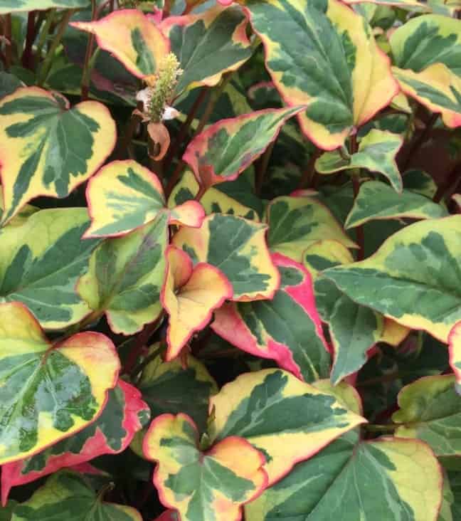 Chameleon Plant Houttuynia cordata variegata - Marginal