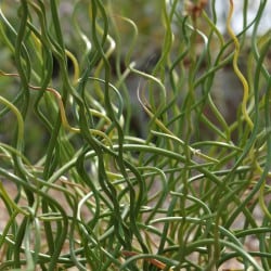 Corkscrew Rush - Juncus effusus spiralis - Marginal