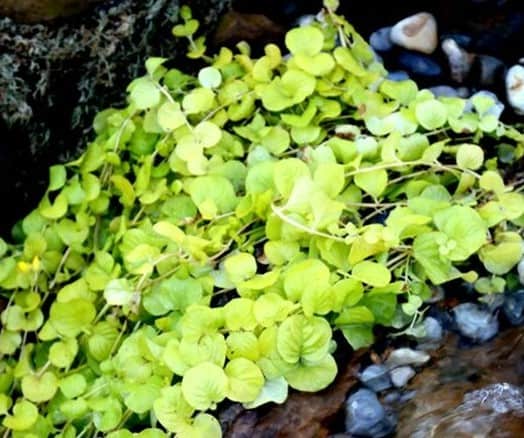 Creeping Jenny Golden   Lysmachia nummularia 'aurea' Marginal